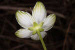 Largeleaf grass of Parnassus